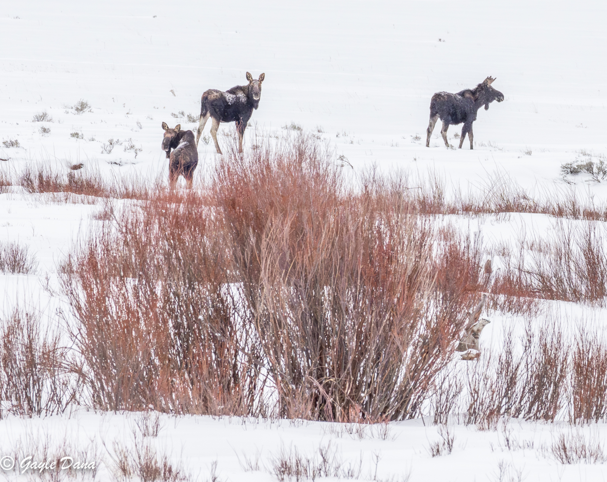 Moose trio